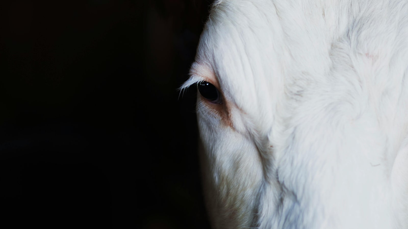 Why does my horse stare at me?
