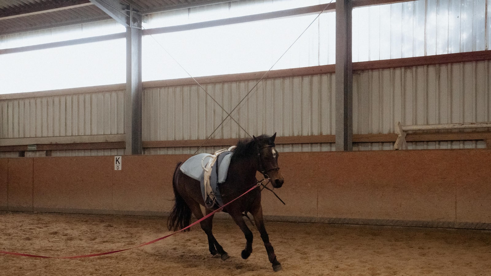 Why are Irish horses so good?