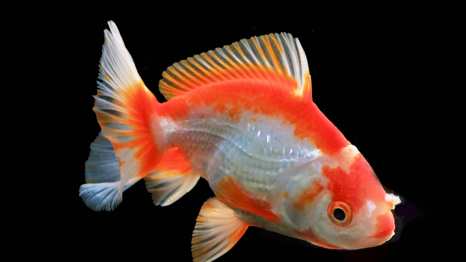 Who are the two guys in the goldfish commercial?
