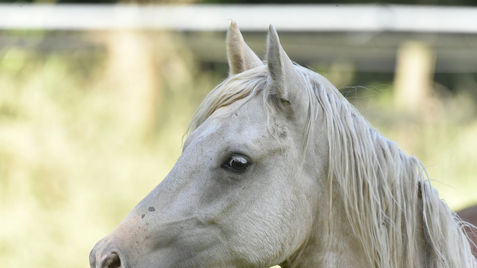 Where are Arabian horses originally from?