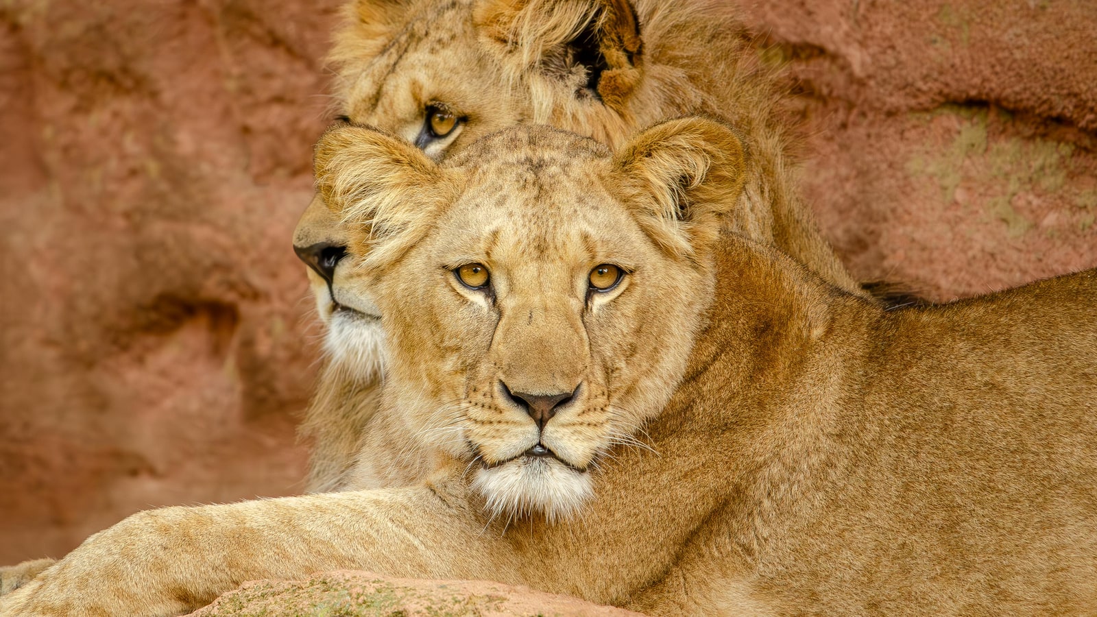 Why are England's nicknames the 3 lions?