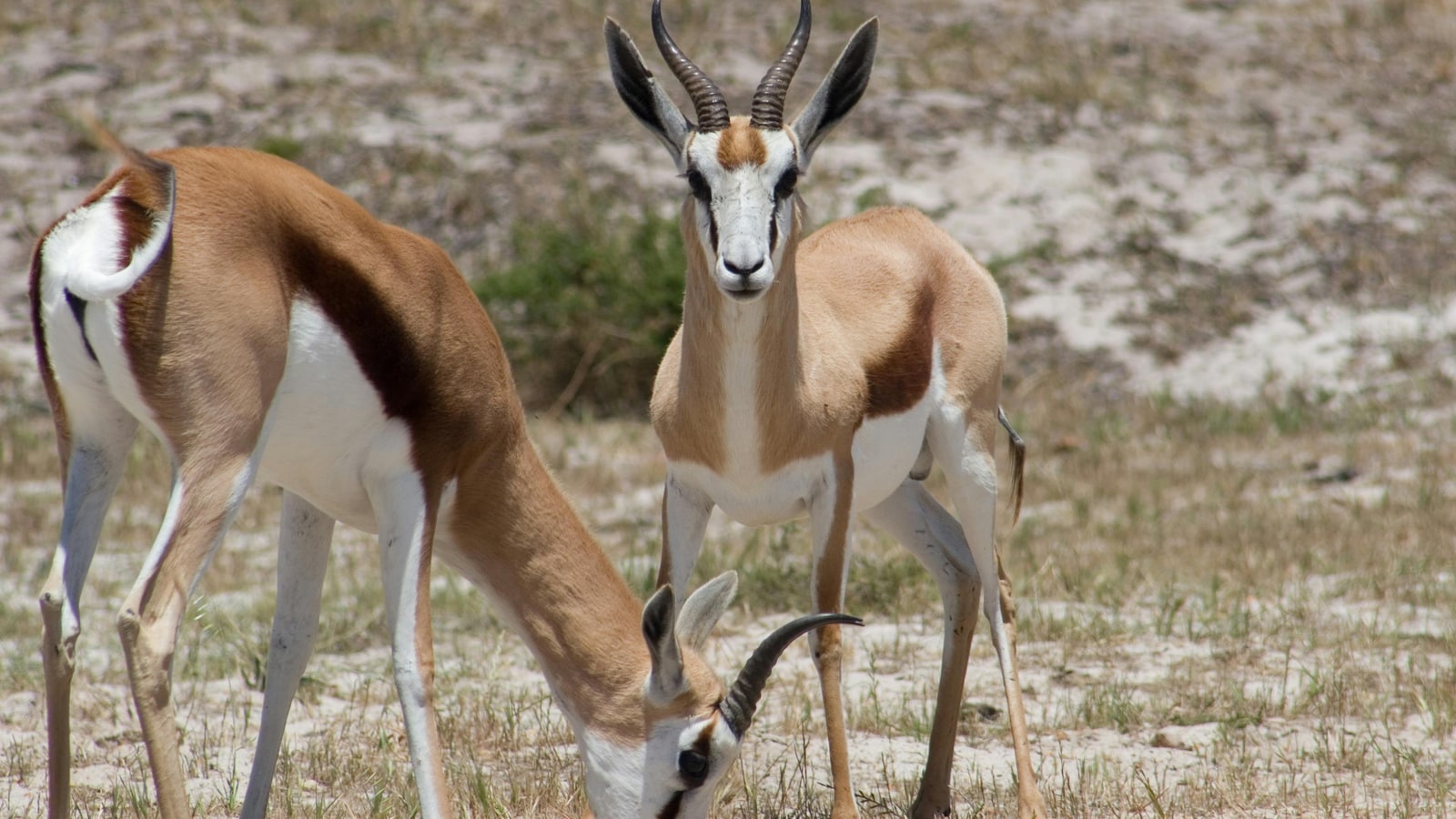 Why do the Springboks wear green and gold?
