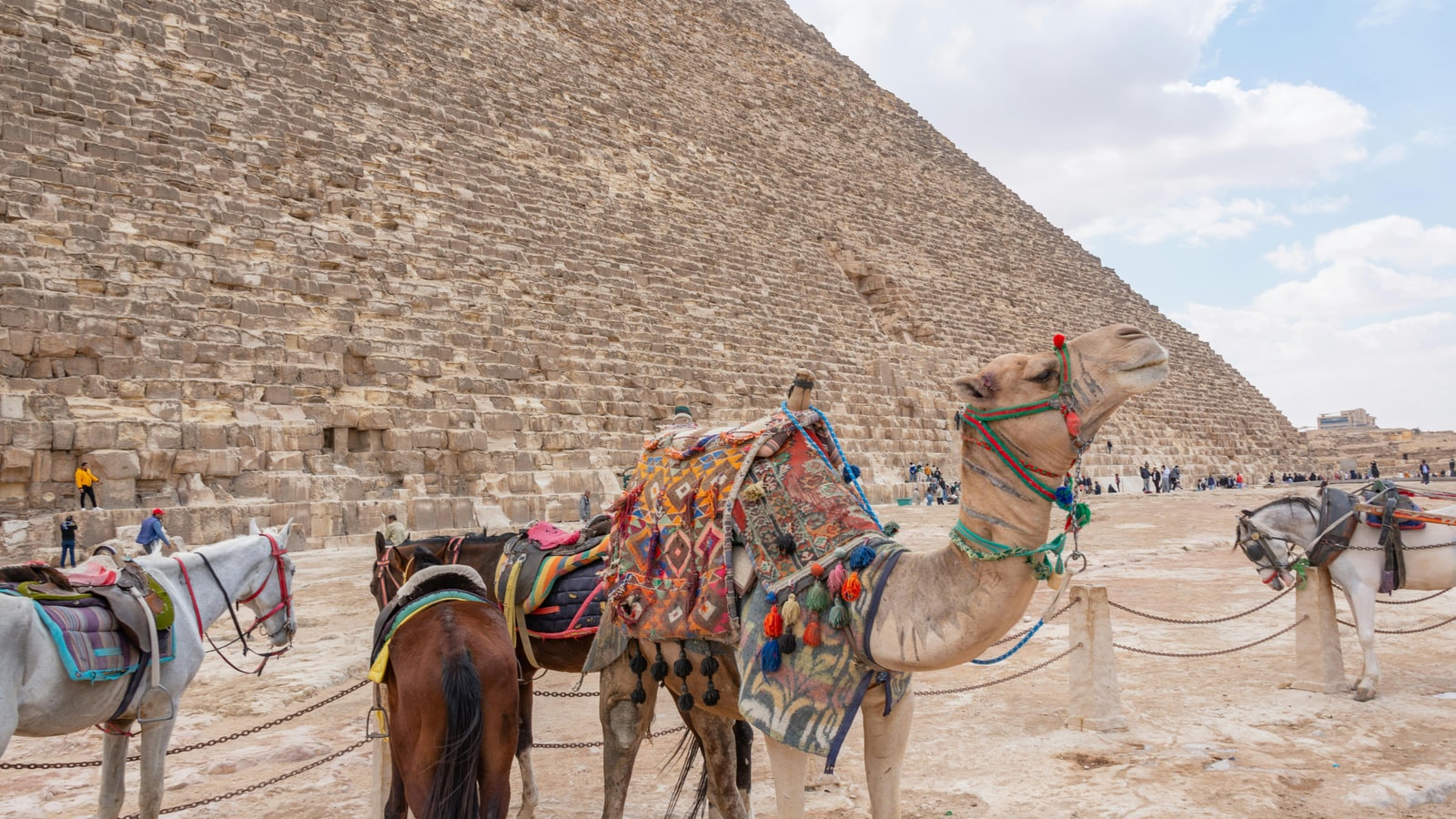 Who is faster, a horse or a camel?