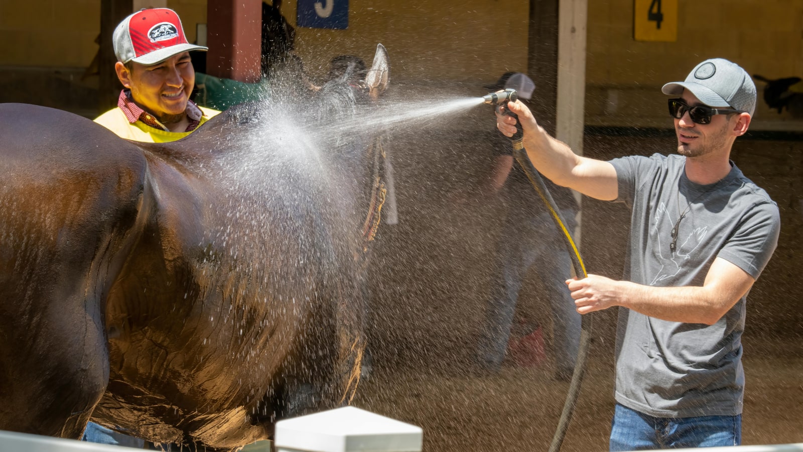 Why are there so many horses in America?