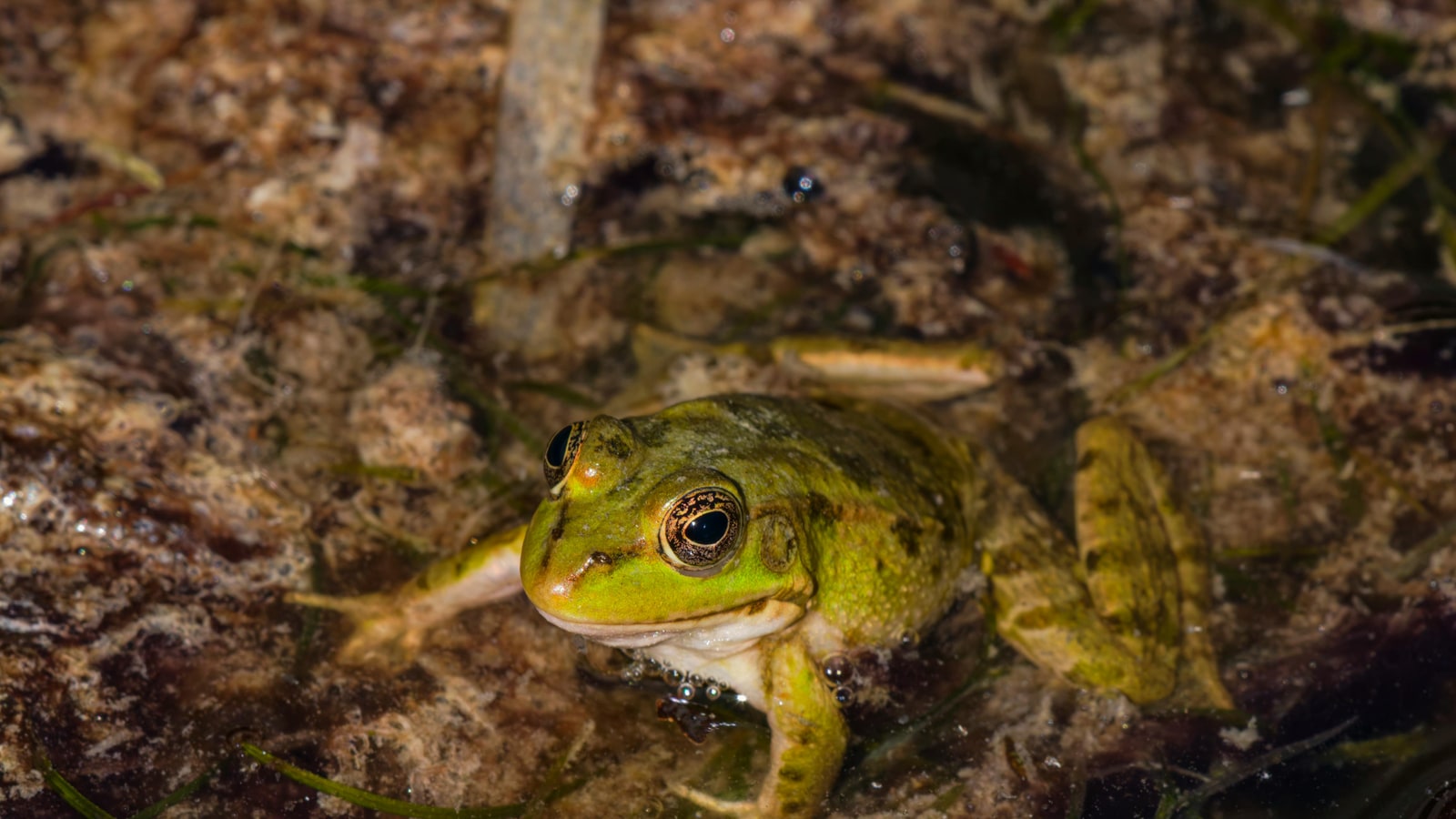 Who won the frog jumping race?