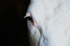 Why Does My Horse Stare at Me?