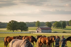 What Happens to Racehorses After They Retire?