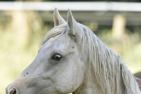 Where Are Arabian Horses Originally From?