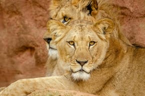 Why Are England's Nicknames the 3 Lions?