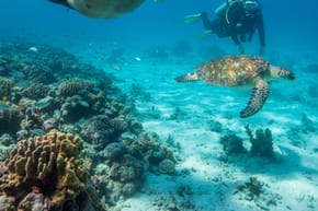 What Is the Purpose of Swimming Goggles?