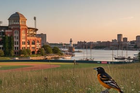 How Did the Baltimore Orioles Get Their Name?