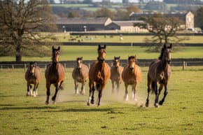 What Is the Warmblood Horse Breed?