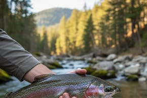 Can You Hold a Trout by Its Mouth?
