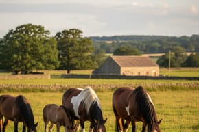 What Is the Age of Maturity for Horses?