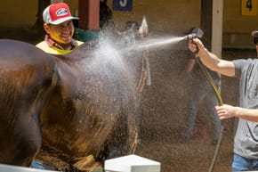 Why Are There So Many Horses in America?
