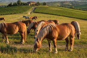 What Kind of Horses Do They Have in Italy?