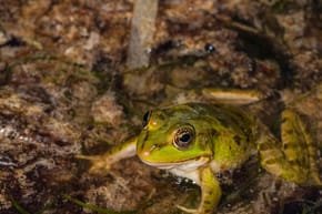 Who Won the Frog Jumping Race?