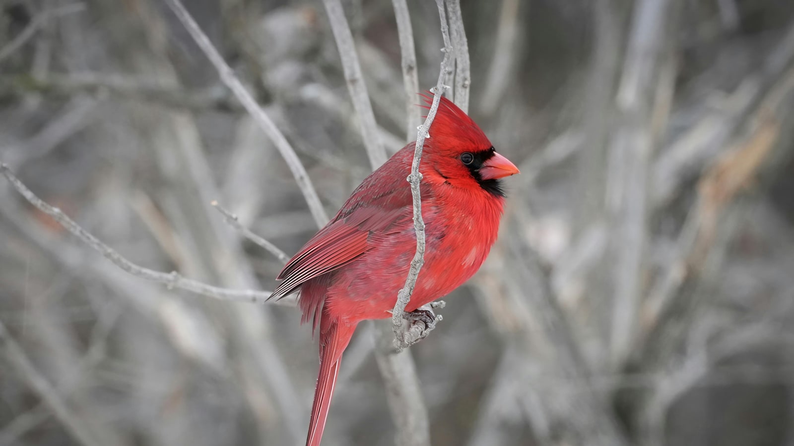 When was the Cardinals' last losing season?
