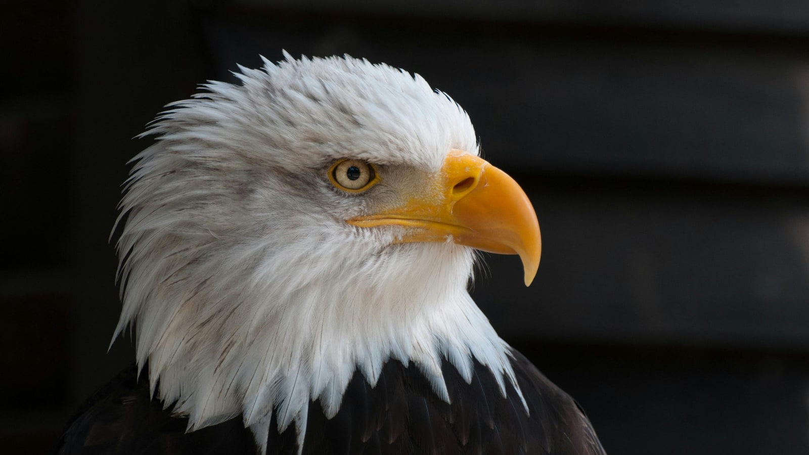 Who did the Philadelphia Eagles hire as head coach?