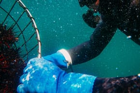 Why Do Divers Hold Their Hands Together?